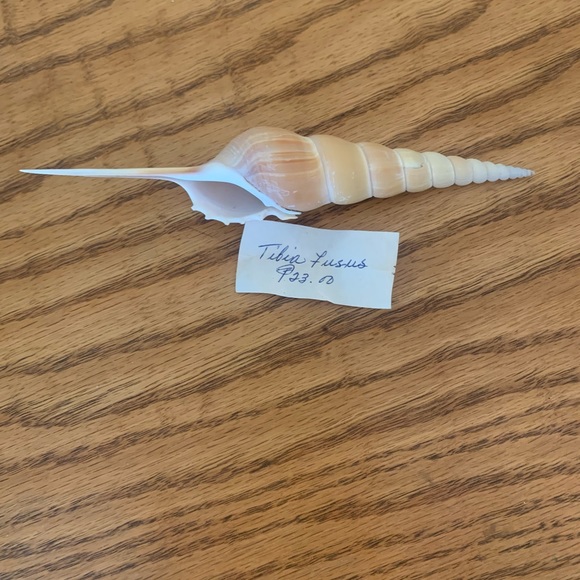 Spindle Tibia Seashell (s) Vintage - Picture 10 of 11